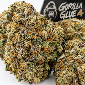Gorilla Glue 4 Blüten online kaufen Harzige Dichte und reichhaltige Trichome