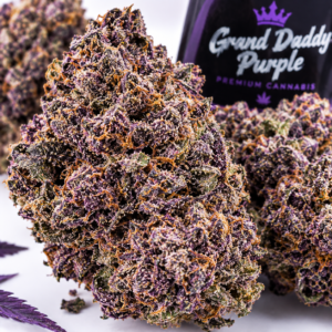 Grand Daddy Purple Blüten online kaufen Dichte lilafarbene Knospen mit Trichomen