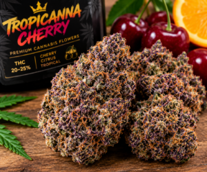 Tropicana Cherry Weed bestellen mit tiefviolettem Erscheinungsbild und frischem Aroma