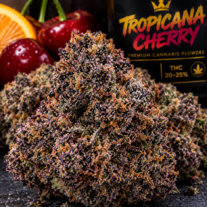 Tropicana Cherry Strain kaufen für höchste Qualität und volle Terpenvielfalt
