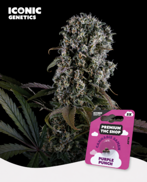 Purple Punch Automatic