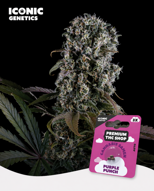 Purple Punch Automatic