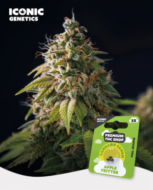 Apple Fritter Feminisiert