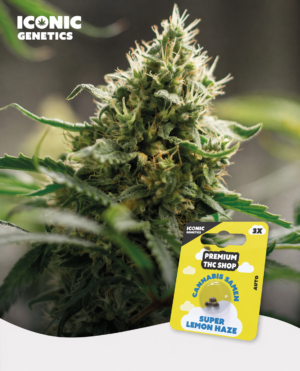 Super Lemon Haze Automatic