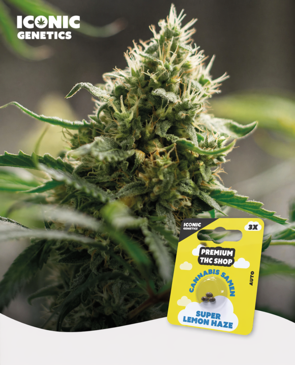 Super Lemon Haze Automatic