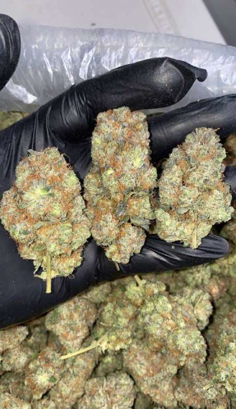 Gelatti Cookies Strain