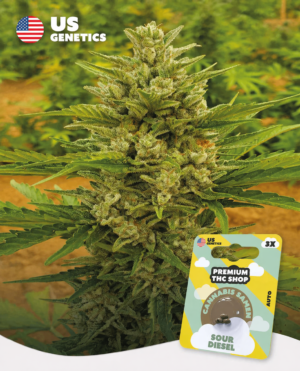 Sour Diesel Auto Automatic