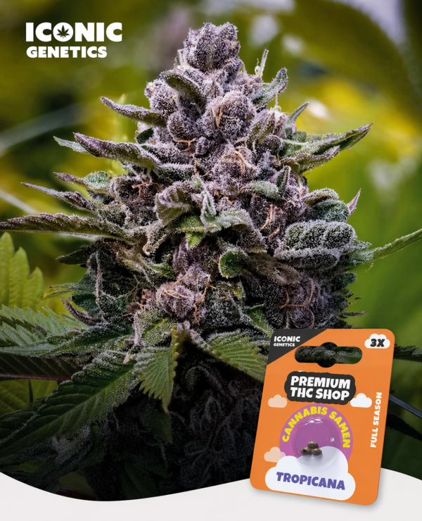 Tropicana Feminisiert