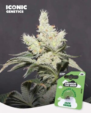 Jack Herer Automatic