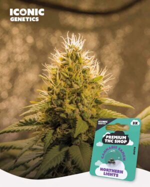 Northern Lights Automatic