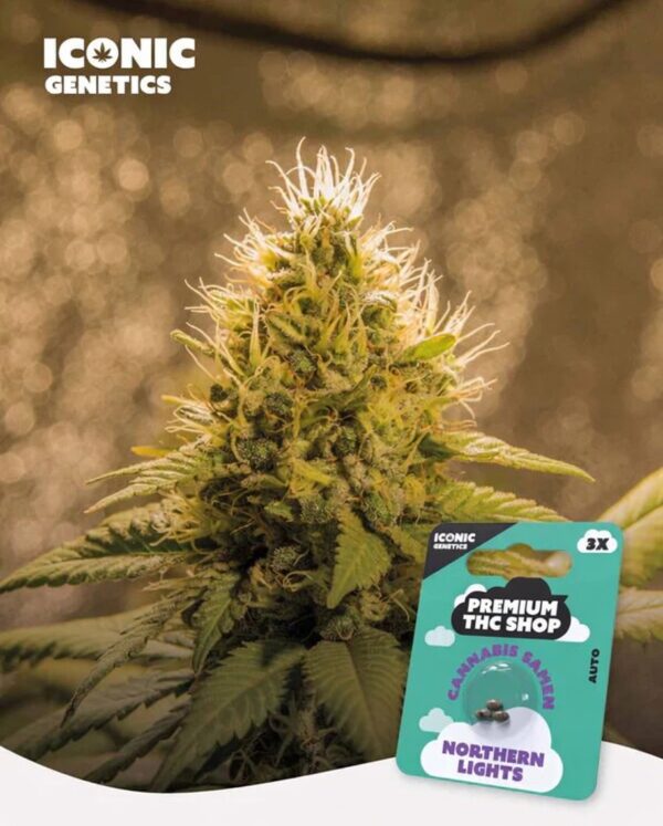 Northern Lights Automatic