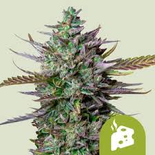images (80) Autoflower Seeds Günstig