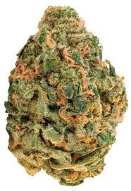 Zoiks 26 1 lk og Lime Kush