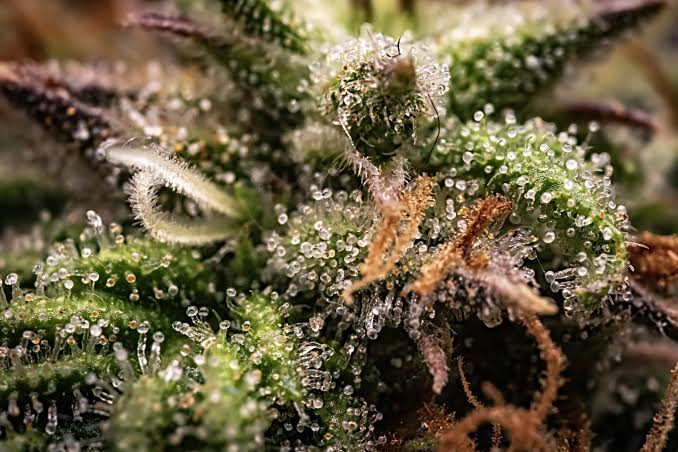 Aromatische Sativa und Indica Sorten diskret online kaufen