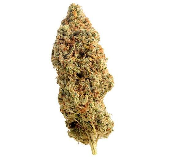 images - 2026-09-08T183224.303 Amnesia Haze 25% THC kaufen