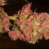 Acapulco Red 20% THC