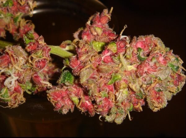 Acapulco Red 20% THC